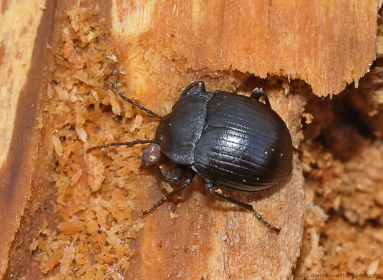 Enoplopus dentipes  e Helops sp.